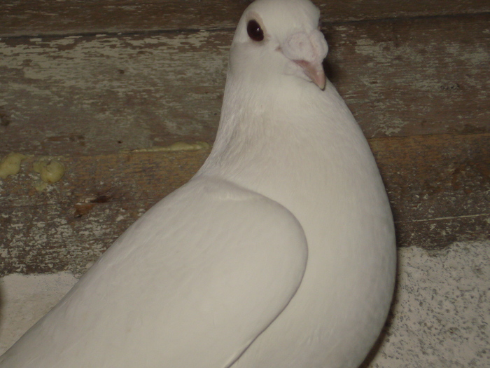 DSC03407 - 2 Voiajori albi de frumusete