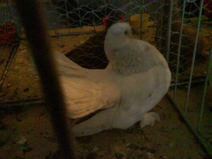 DSC00347 - Expozitia de la Tarnaveni din 2009