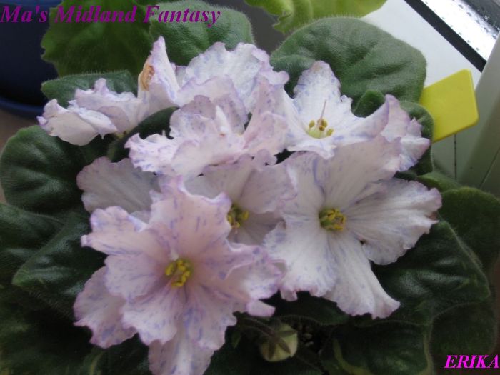 Ma's Midland Fantasy 2009 - Violete de colectie