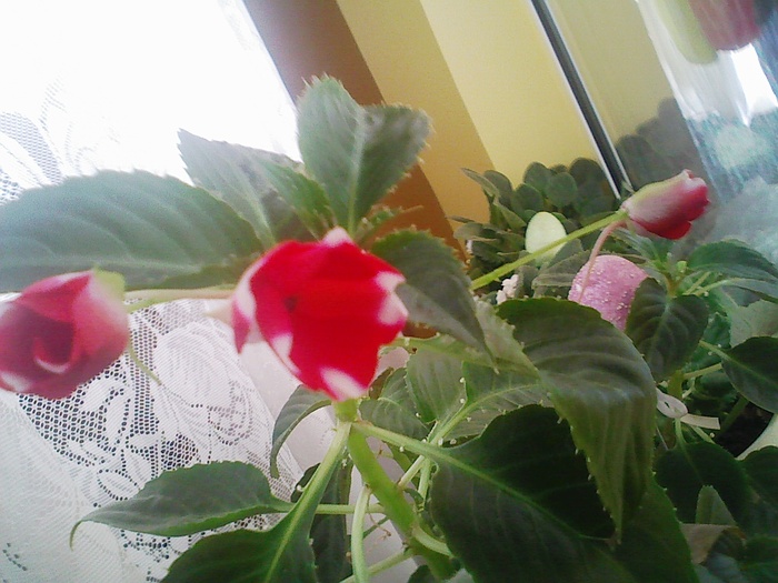 Image0006 - FLORILE MELE