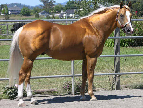 palomino-horse[1] - CAI