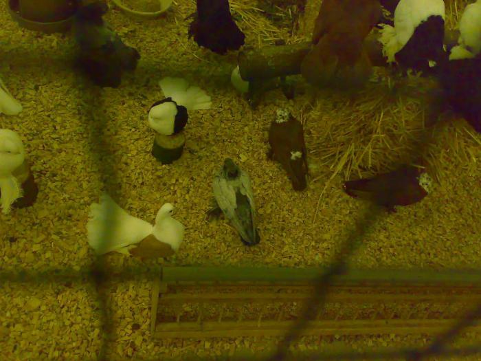 00000c voliera rus 7 - 1505 partea 9a