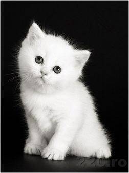 pisicuta alba - pisici