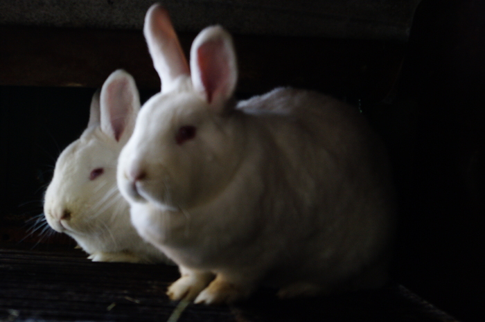 NEOZEELANDEZ ALB; FEMELE MATCA
