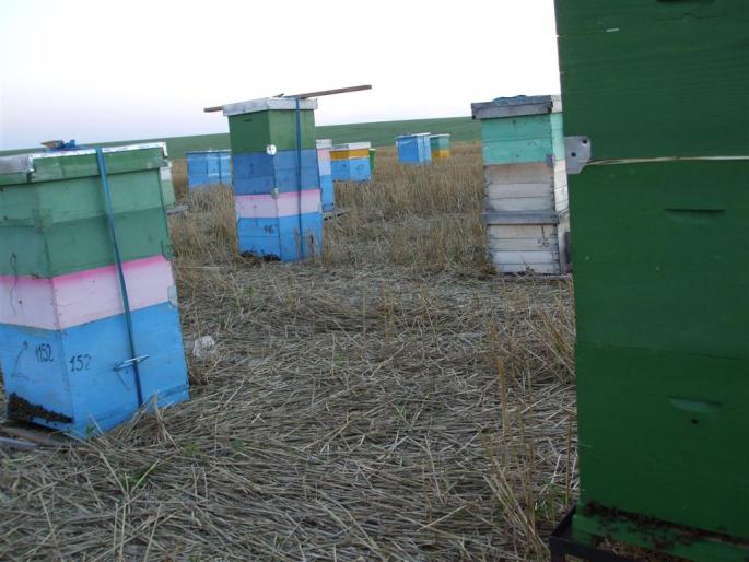 DSCF0580 (Large) - stupina  incepand cu 2008