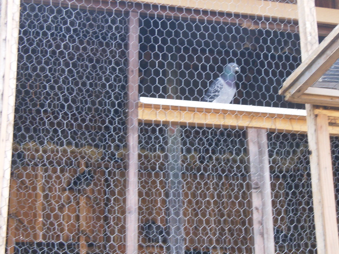 HPIM3029 - porumbei 2009