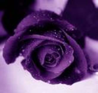 ERT - Purple rose