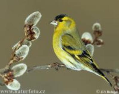 XKDBKIGYZTFHLFWKACC - PASARELE O VECHE PASIUNE