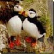 avatare_gratuite_12c7991f84c9412ac2968c41eade912c