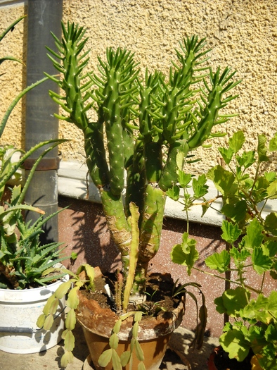 Picture 058 - flori dragute