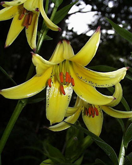 480px-Lilium_monadelphum_ - Flori de lilyum