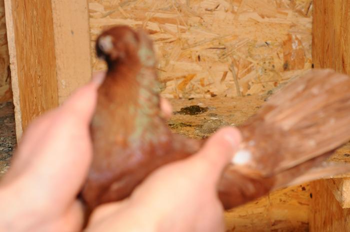 DSC_9884 - jucatori dublumotati calarasi 2008