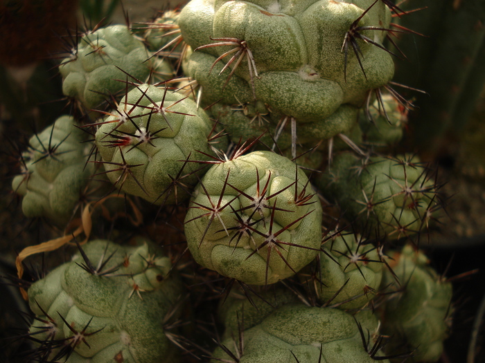 Ortegocactus macdougallii