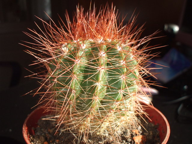 Parodia horstii - cactusii mei