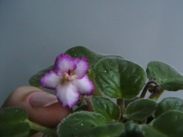 twist's 1 - violete 2009