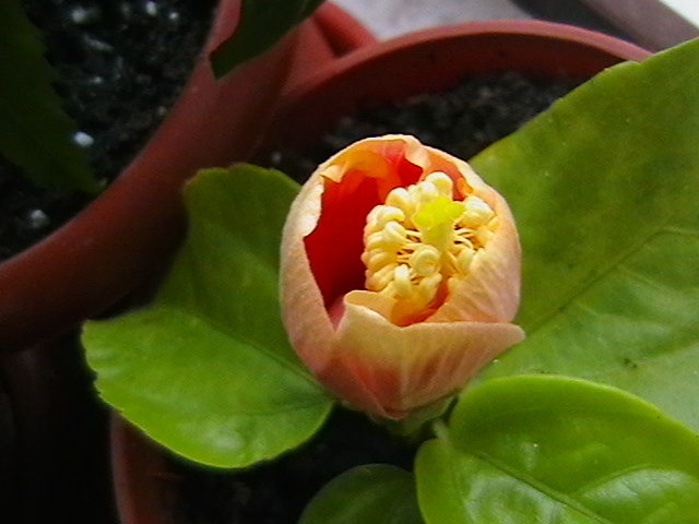 oberon - hibiscus 2009