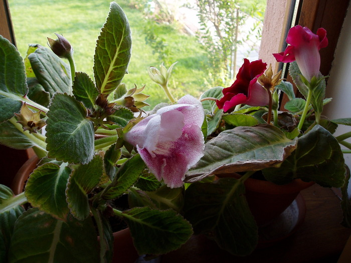 gloxinii - Florile mele 2009