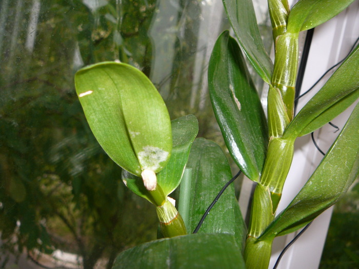 Dendrobium nobile; pata  alba
