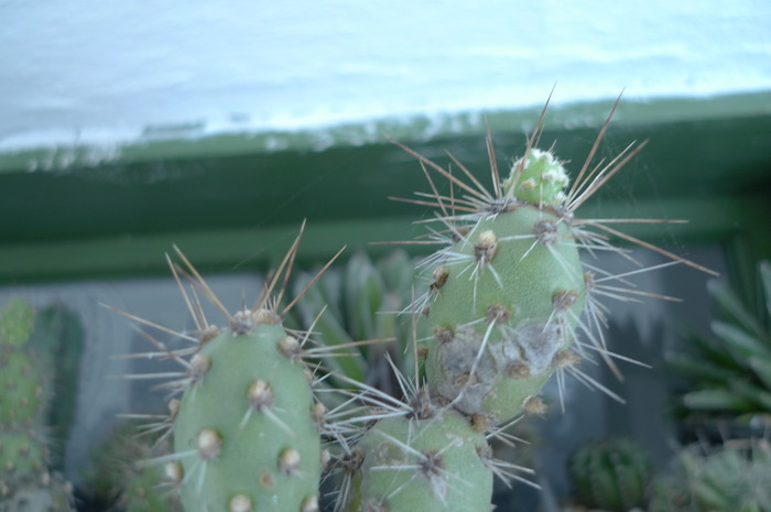 P1010685 - Tephrocactus