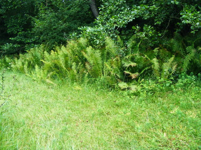 DSCF2602