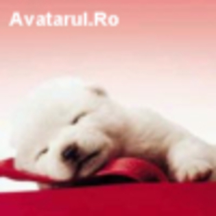 avatar_20 - club animale