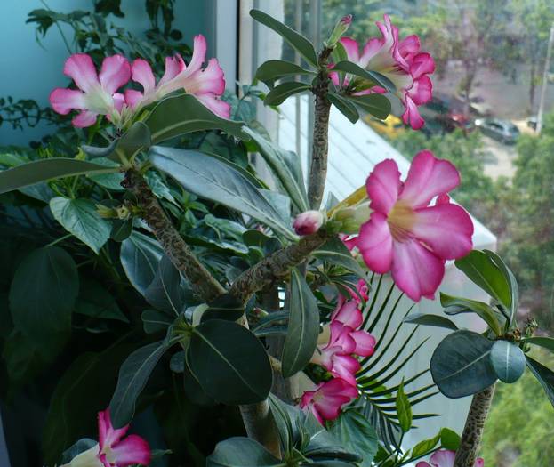 P1130469 - ADENIUM OBESUM