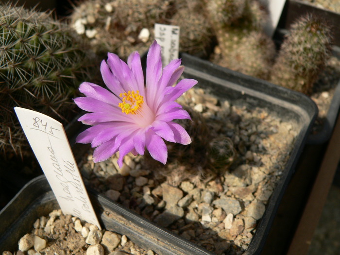 mammillaria_saboe_ssp.rozeckii - genul Mammillaria