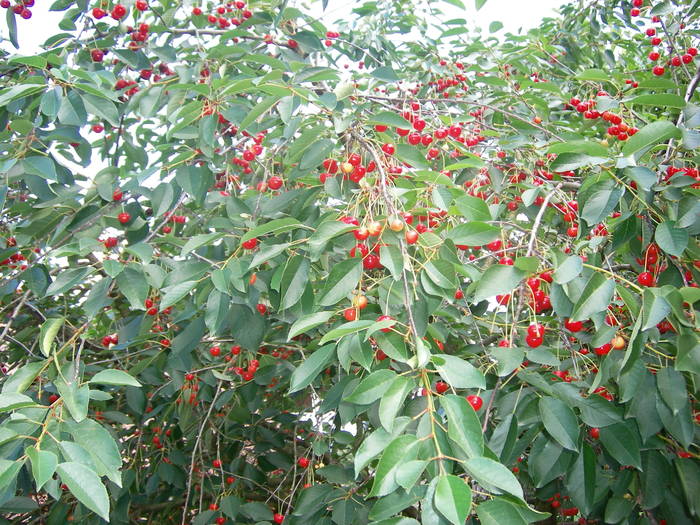 Iunie 2009 - Diverse-2009