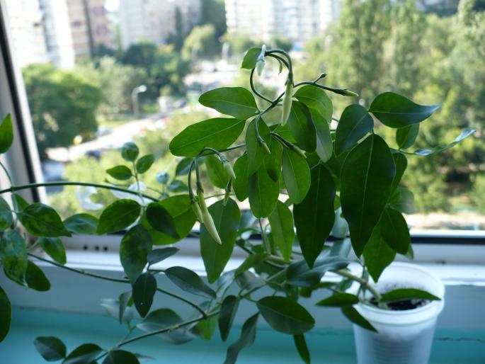 Iasomia de camera - Alte plante