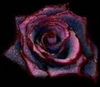 th_rose