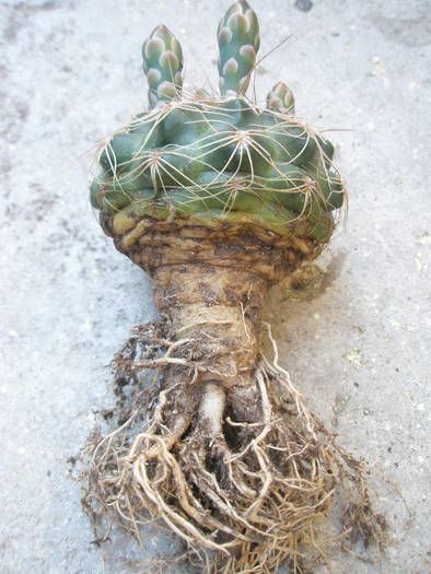 radacini de Gymnocalycium - RADACINI de cactus