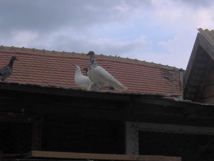 Picture 041