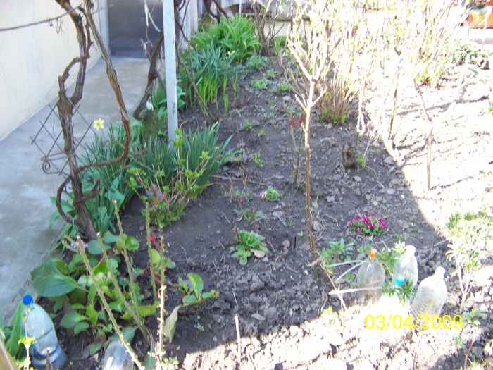 100_0300 - Primavara in curte  Timisoara