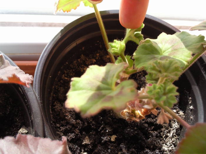 boboc din lastar de muscata februaie 09 - Plantele mele de terasa si exterior