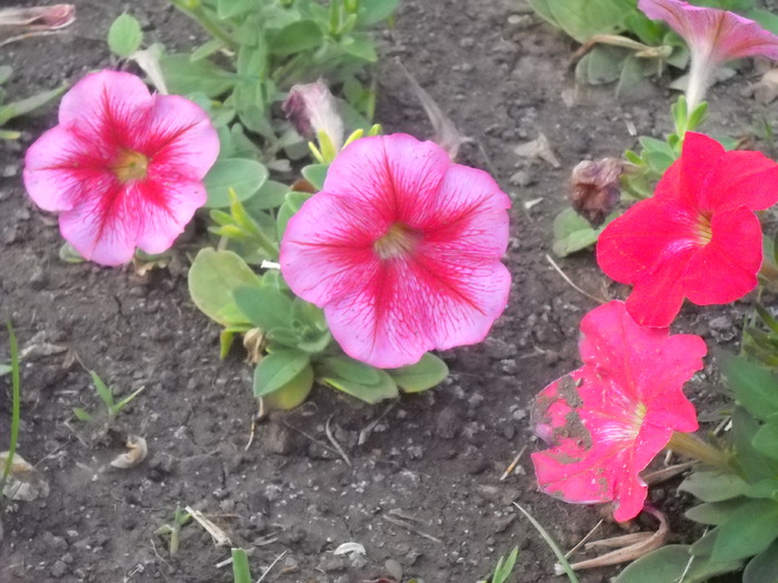 Picture 103 - flori dragute