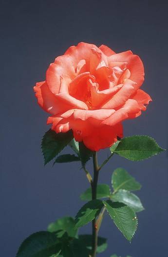 flower-rose_5xv - flori