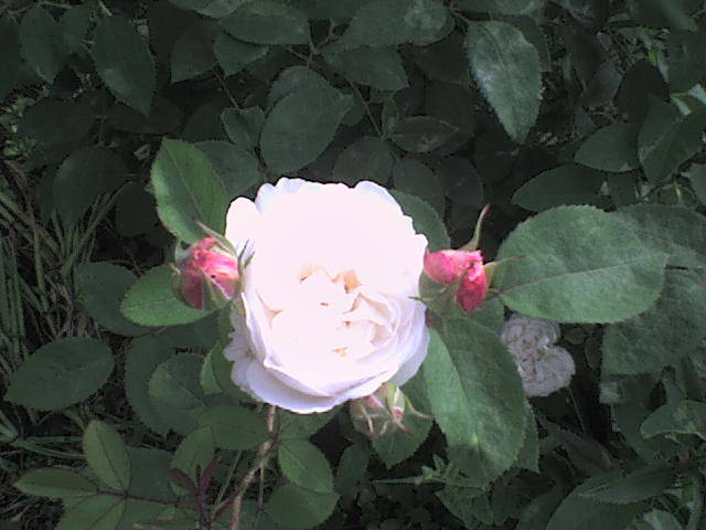 DSC00629 - trandafiri