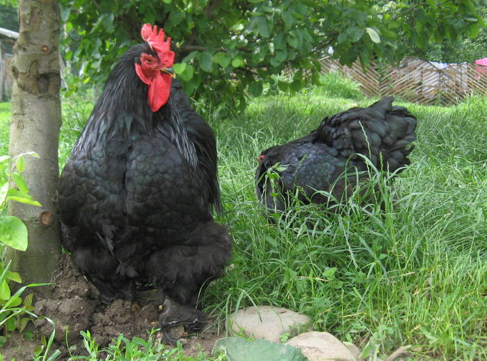 Cochinchina Negru - Gaini de rasa