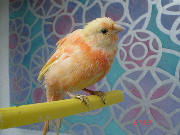 DSC04351 - PUI CANARI 2009