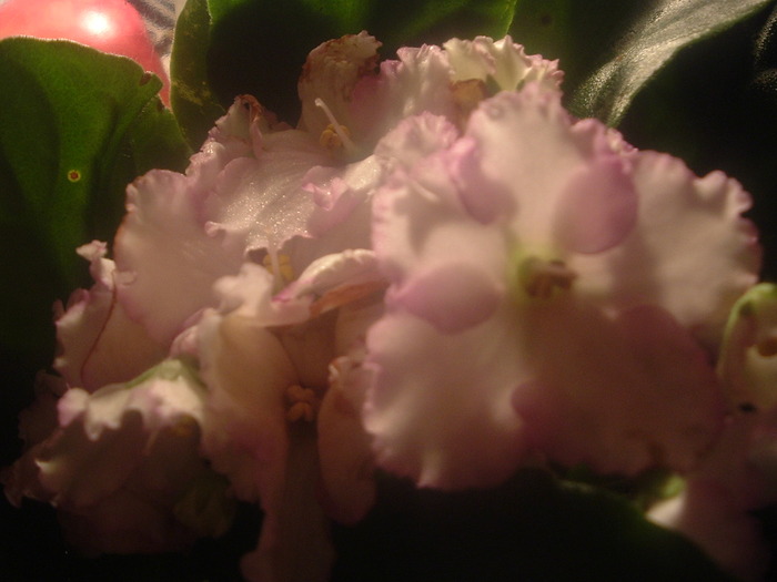 DSCF9147; violeta( noua achizitie
