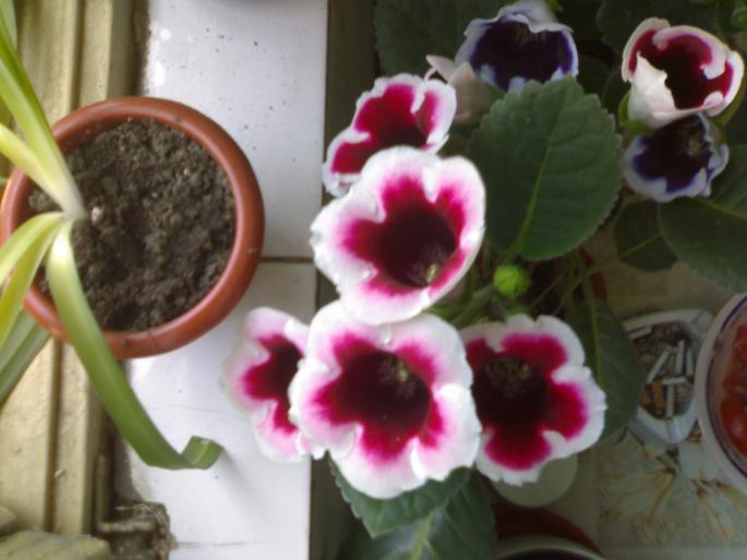 Gloxinia Kaiser Friedrich - Gloxinia 2008