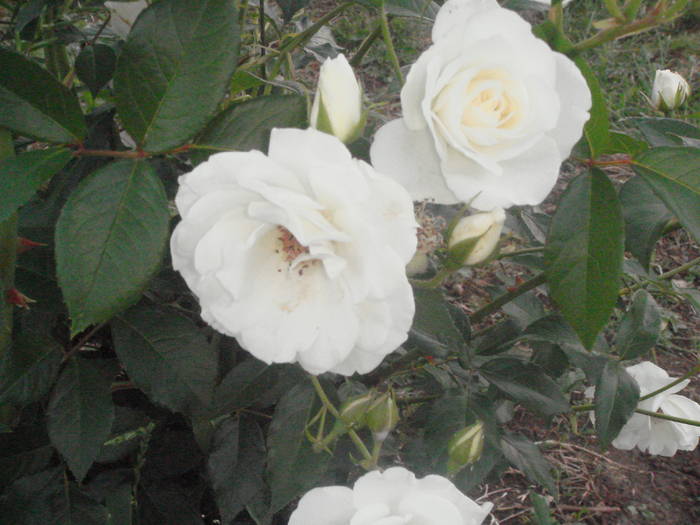 DSC01424 - trandafiri Romaniei