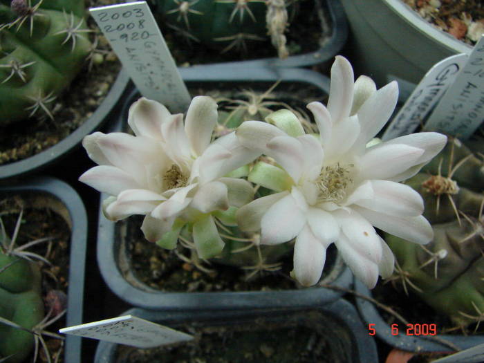 DSC05989 - 2009 Iunie