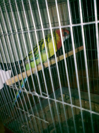 Imagine0084; Rosella minunata pui
