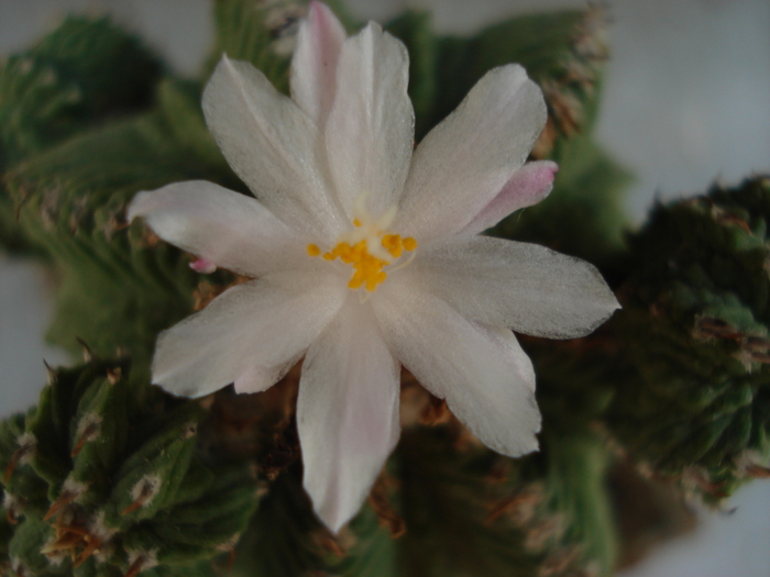 Aztekium ritterii
