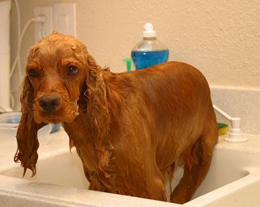 cocker-spaniel-grooming[1]; zuzy la baie
