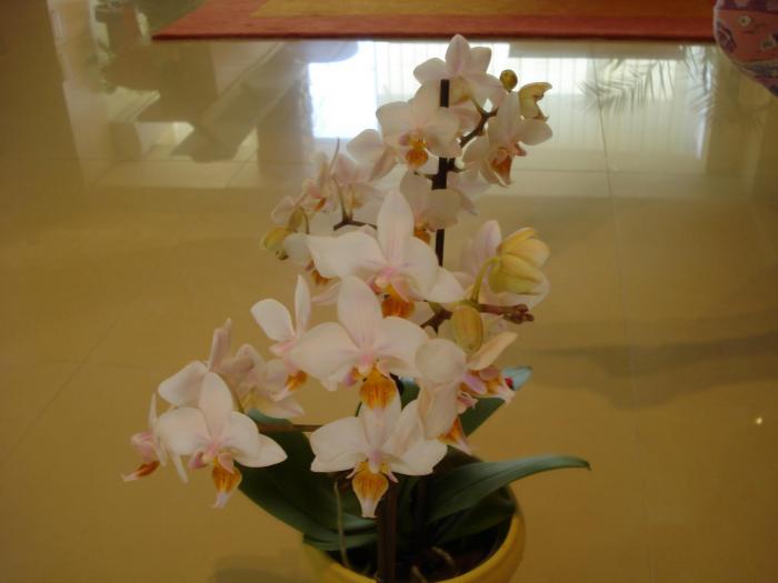 ORHIDEE - FLORILE MELE