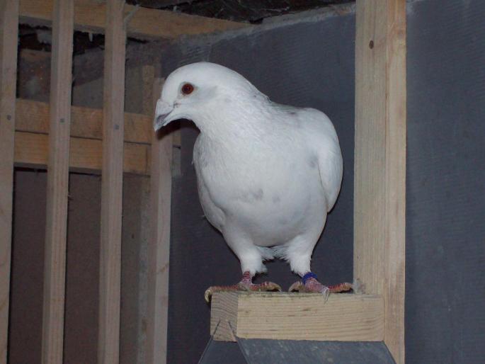 100_2761 - porumbei albi-nunti si ornament
