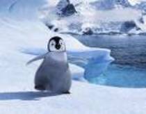 happy feet (5) - happy feet