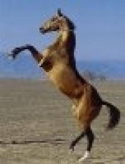 Eu sunt un calut in doua picioare